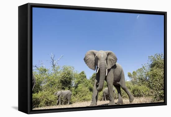 Botswana, Chobe NP, Herd of African Elephants Walking in Mopane Forest-Paul Souders-Framed Stretched Canvas