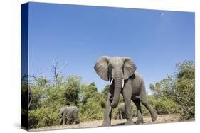 Botswana, Chobe NP, Herd of African Elephants Walking in Mopane Forest-Paul Souders-Stretched Canvas