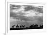 Botswana, Chobe NP, Herd of Giraffes Feeding Along Chobe River's Banks-Paul Souders-Framed Photographic Print