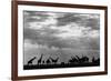 Botswana, Chobe NP, Herd of Giraffes Feeding Along Chobe River's Banks-Paul Souders-Framed Photographic Print