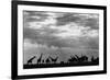 Botswana, Chobe NP, Herd of Giraffes Feeding Along Chobe River's Banks-Paul Souders-Framed Photographic Print