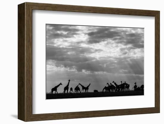 Botswana, Chobe NP, Herd of Giraffes Feeding Along Chobe River's Banks-Paul Souders-Framed Photographic Print