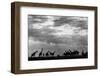 Botswana, Chobe NP, Herd of Giraffes Feeding Along Chobe River's Banks-Paul Souders-Framed Photographic Print