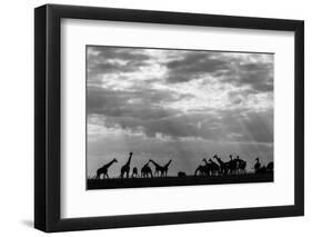 Botswana, Chobe NP, Herd of Giraffes Feeding Along Chobe River's Banks-Paul Souders-Framed Photographic Print