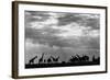 Botswana, Chobe NP, Herd of Giraffes Feeding Along Chobe River's Banks-Paul Souders-Framed Photographic Print