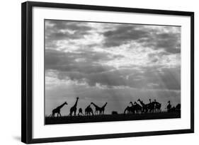 Botswana, Chobe NP, Herd of Giraffes Feeding Along Chobe River's Banks-Paul Souders-Framed Photographic Print