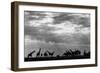 Botswana, Chobe NP, Herd of Giraffes Feeding Along Chobe River's Banks-Paul Souders-Framed Photographic Print