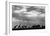 Botswana, Chobe NP, Herd of Giraffes Feeding Along Chobe River's Banks-Paul Souders-Framed Photographic Print