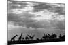 Botswana, Chobe NP, Herd of Giraffes Feeding Along Chobe River's Banks-Paul Souders-Mounted Photographic Print