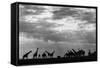 Botswana, Chobe NP, Herd of Giraffes Feeding Along Chobe River's Banks-Paul Souders-Framed Stretched Canvas