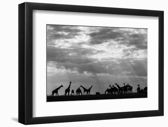 Botswana, Chobe NP, Herd of Giraffes Feeding Along Chobe River's Banks-Paul Souders-Framed Premium Photographic Print
