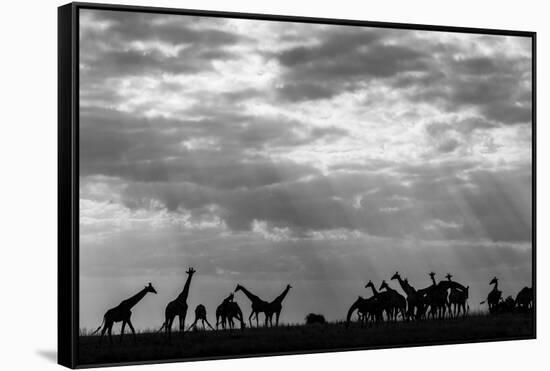 Botswana, Chobe NP, Herd of Giraffes Feeding Along Chobe River's Banks-Paul Souders-Framed Stretched Canvas