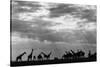 Botswana, Chobe NP, Herd of Giraffes Feeding Along Chobe River's Banks-Paul Souders-Stretched Canvas