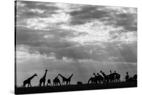 Botswana, Chobe NP, Herd of Giraffes Feeding Along Chobe River's Banks-Paul Souders-Stretched Canvas