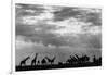 Botswana, Chobe NP, Herd of Giraffes Feeding Along Chobe River's Banks-Paul Souders-Framed Photographic Print