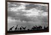 Botswana, Chobe NP, Herd of Giraffes Feeding Along Chobe River's Banks-Paul Souders-Framed Photographic Print