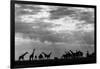 Botswana, Chobe NP, Herd of Giraffes Feeding Along Chobe River's Banks-Paul Souders-Framed Photographic Print