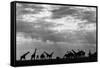 Botswana, Chobe NP, Herd of Giraffes Feeding Along Chobe River's Banks-Paul Souders-Framed Stretched Canvas