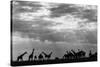 Botswana, Chobe NP, Herd of Giraffes Feeding Along Chobe River's Banks-Paul Souders-Stretched Canvas