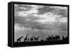 Botswana, Chobe NP, Herd of Giraffes Feeding Along Chobe River's Banks-Paul Souders-Framed Stretched Canvas