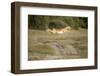 Botswana, Chobe NP, Impala Leaping across Track in Okavango Delta-Paul Souders-Framed Photographic Print