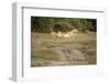 Botswana, Chobe NP, Impala Leaping across Track in Okavango Delta-Paul Souders-Framed Photographic Print