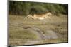 Botswana, Chobe NP, Impala Leaping across Track in Okavango Delta-Paul Souders-Mounted Photographic Print