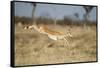 Botswana, Chobe NP, Impala Leaping over Tall Grass in Savuti Marsh-Paul Souders-Framed Stretched Canvas