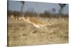 Botswana, Chobe NP, Impala Leaping over Tall Grass in Savuti Marsh-Paul Souders-Stretched Canvas