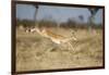 Botswana, Chobe NP, Impala Leaping over Tall Grass in Savuti Marsh-Paul Souders-Framed Photographic Print