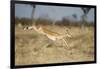 Botswana, Chobe NP, Impala Leaping over Tall Grass in Savuti Marsh-Paul Souders-Framed Photographic Print