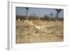 Botswana, Chobe NP, Impala Leaping over Tall Grass in Savuti Marsh-Paul Souders-Framed Photographic Print