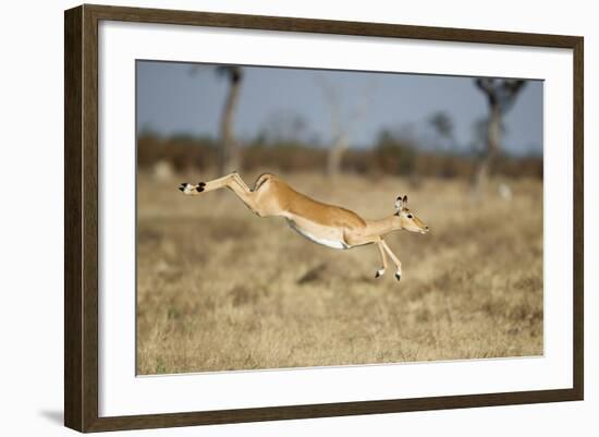 Botswana, Chobe NP, Impala Leaping over Tall Grass in Savuti Marsh-Paul Souders-Framed Photographic Print