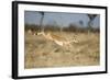 Botswana, Chobe NP, Impala Leaping over Tall Grass in Savuti Marsh-Paul Souders-Framed Photographic Print