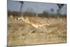 Botswana, Chobe NP, Impala Leaping over Tall Grass in Savuti Marsh-Paul Souders-Mounted Photographic Print