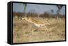 Botswana, Chobe NP, Impala Leaping over Tall Grass in Savuti Marsh-Paul Souders-Framed Stretched Canvas