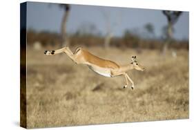 Botswana, Chobe NP, Impala Leaping over Tall Grass in Savuti Marsh-Paul Souders-Stretched Canvas