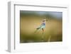 Botswana, Chobe NP, Lilac-Breasted Roller with Food in Savuti Marsh-Paul Souders-Framed Photographic Print