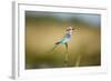 Botswana, Chobe NP, Lilac-Breasted Roller with Food in Savuti Marsh-Paul Souders-Framed Photographic Print