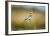 Botswana, Chobe NP, Lilac-Breasted Roller with Food in Savuti Marsh-Paul Souders-Framed Photographic Print