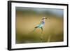 Botswana, Chobe NP, Lilac-Breasted Roller with Food in Savuti Marsh-Paul Souders-Framed Photographic Print