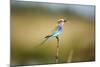 Botswana, Chobe NP, Lilac-Breasted Roller with Food in Savuti Marsh-Paul Souders-Mounted Photographic Print