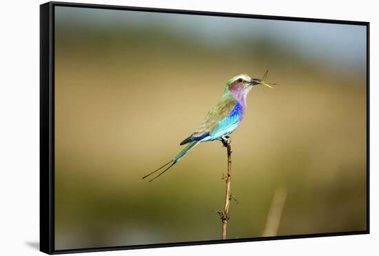 Botswana, Chobe NP, Lilac-Breasted Roller with Food in Savuti Marsh-Paul Souders-Framed Stretched Canvas