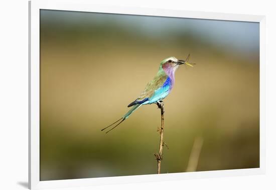 Botswana, Chobe NP, Lilac-Breasted Roller with Food in Savuti Marsh-Paul Souders-Framed Photographic Print