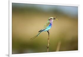Botswana, Chobe NP, Lilac-Breasted Roller with Food in Savuti Marsh-Paul Souders-Framed Photographic Print