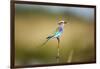 Botswana, Chobe NP, Lilac-Breasted Roller with Food in Savuti Marsh-Paul Souders-Framed Photographic Print