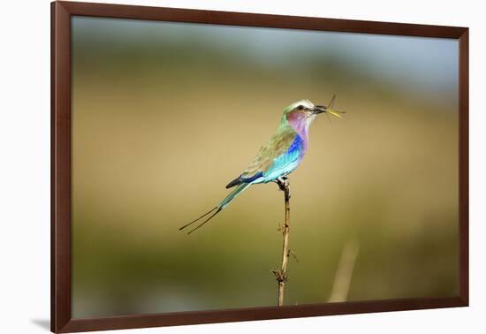 Botswana, Chobe NP, Lilac-Breasted Roller with Food in Savuti Marsh-Paul Souders-Framed Photographic Print