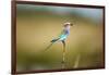 Botswana, Chobe NP, Lilac-Breasted Roller with Food in Savuti Marsh-Paul Souders-Framed Photographic Print