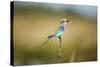 Botswana, Chobe NP, Lilac-Breasted Roller with Food in Savuti Marsh-Paul Souders-Stretched Canvas