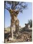 Botswana, Chobe NP, Lion Cub Approaching Remote Camera in Savuti Marsh-Paul Souders-Stretched Canvas